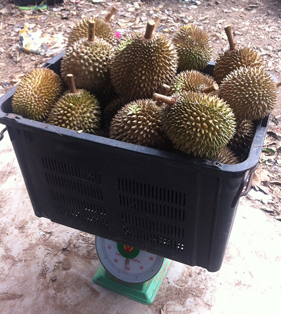 durianplantation_16